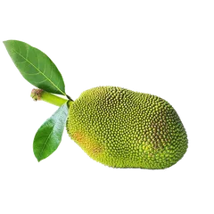 Whole Jackfruit