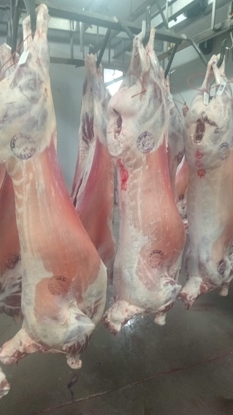 Additional view of whole lamb carcasses supplied by Fresh & Best