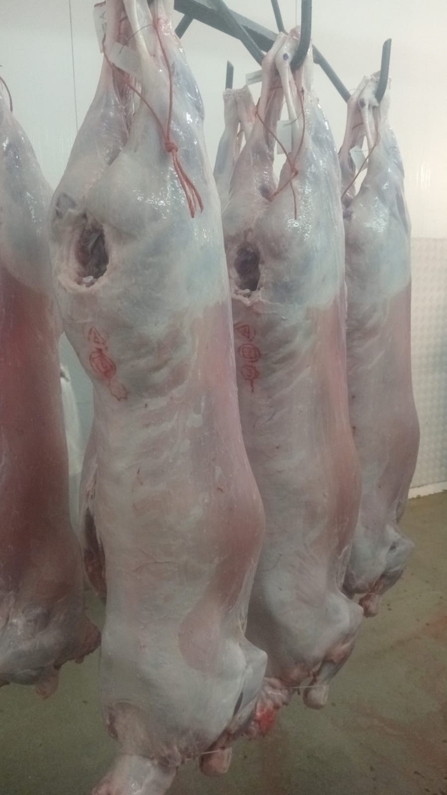 Additional full view of whole lamb carcasses supplied by Fresh & Best