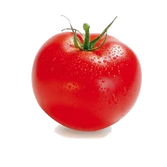 Round Tomato Tomato