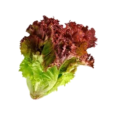 Lollo Rosso Lettuce Lettuce