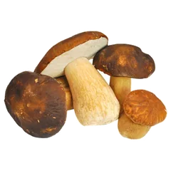 Specialty Mushrooms Mushrooms