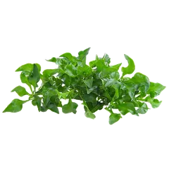 Cresses Herbs and Cresses