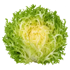 Frisee Lettuce Lettuce
